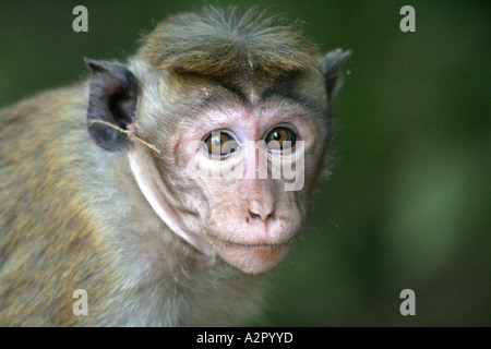 Toque Monkey ( Macaque Monkey ) at Vatadage in  Polonnaruwa, Sri Lanka Stock Photo