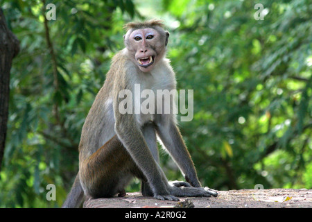 smiling Toque Monkey ( Macaque Monkey ) at Vatadage in Polonnaruwa, Sri Lanka Stock Photo