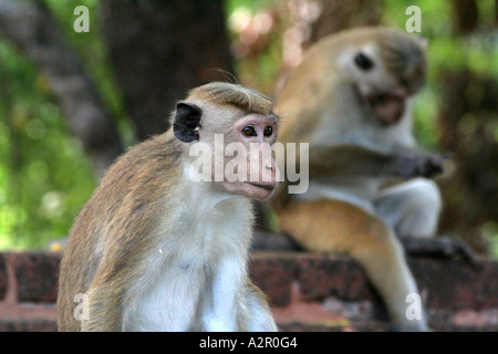 Toque Monkey ( Macaque Monkey ) at Vatadage in Polonnaruwa, Sri Lanka Stock Photo