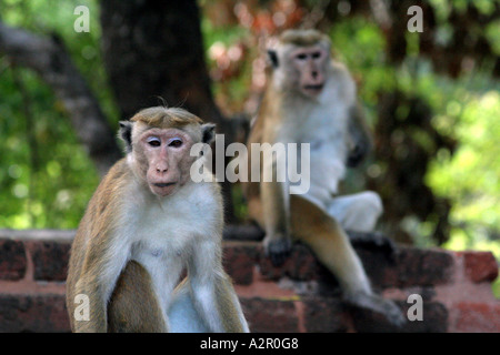 Toque Monkey ( Macaque Monkey ) at Vatadage in Polonnaruwa, Sri Lanka Stock Photo