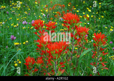 Indian paintbrush in meadow with other wildflowers Bruce Peninsula Ontario Stock Photo