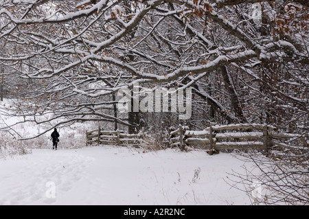 Hiker walking under snow covered trees on Bruce Trail Ontario in winter Stock Photo