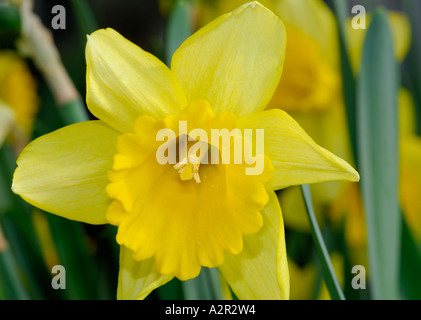 Big yellow Daffodil flower in Spring Stock Photo