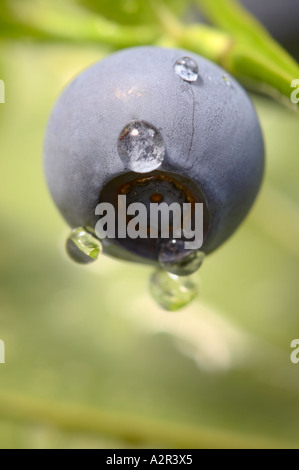 A blueberry (Vaccinium myrtillus) in a bush glistening with water drops, Kirkkonummi, Finland Stock Photo