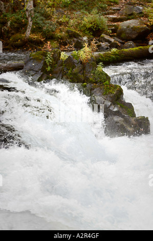 Myllykoski rapids on the Pieni Karhunkierros trail in Oulanka National Park, Kuusamo, Finland Stock Photo