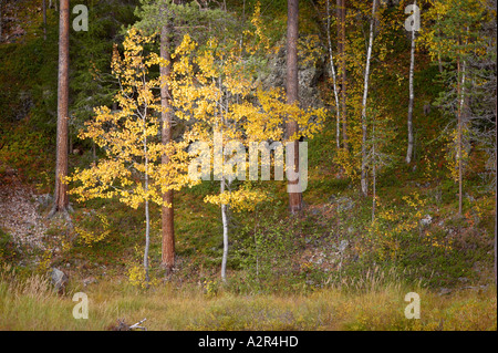 Populus tremula - European aspen trees on a riverbank in Oulanka National Park, Kuusamo, Finland Stock Photo