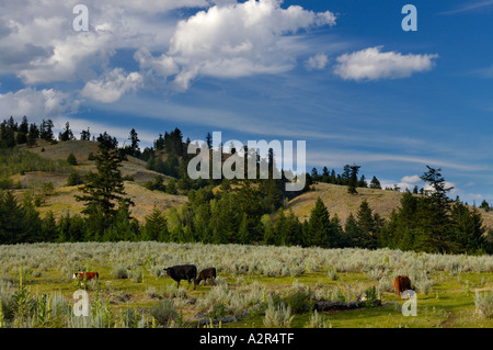 Free range cattle grazing on Mount Kobau Okanogan Valley Osoyoos British Columbia Canada Stock Photo