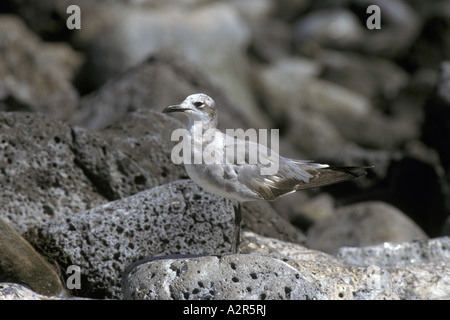 Laughing Gull Larus atricilla Late first winter plumage South Plaza Galapagos Stock Photo