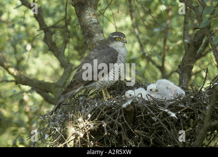Sparrowhawk Accipiter nisus Female at nest with young Reydon Wood S Stock Photo