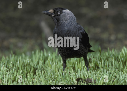 Jackdaw Corvus monedula Close up standing on grass Stock Photo