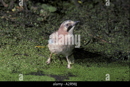 European Jay Garrulus glandarius Standing next to water with duck weed drinking Stock Photo