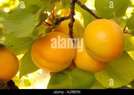Cluster of ripe apricots hanging on tree Variety Perfection Stock Photo