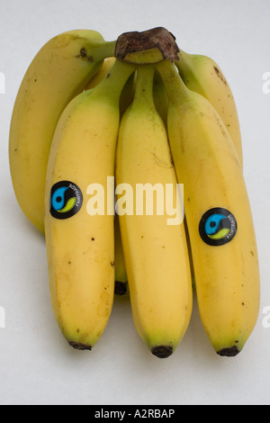 Bunch of fairtrade Waitrose bananas with FT logo from Dominican Republic UK Stock Photo