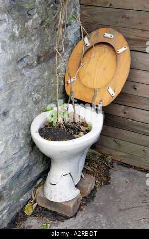 Old toilet pan used as planter outside house in the Welsh Language speaking village of Talybont Ceredigion West Wales UK Stock Photo