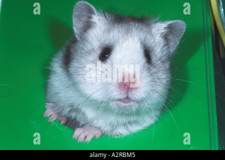 fancy russian dwarf hamster gray