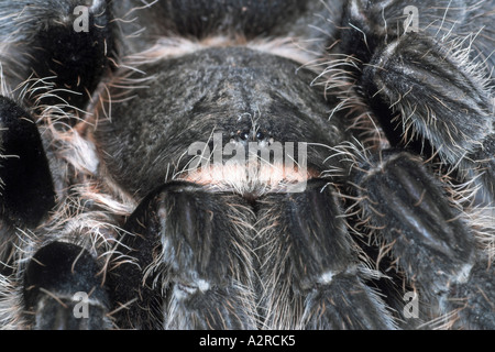 Closeup head on view of a Curly Haired Tarantula Brachypelma albopilosum, showing eyes Stock Photo