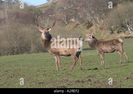 Red Deer Cervus elaphus male with female Isle of Jura Scotland Stock Photo