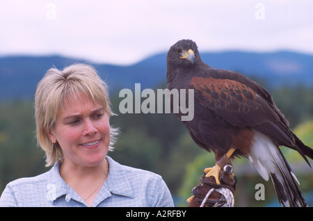 Falconer training Harris Hawk (Parabuteo unicinctus) in Falconry, Mature Captive Bird, Birds in Captivity Stock Photo