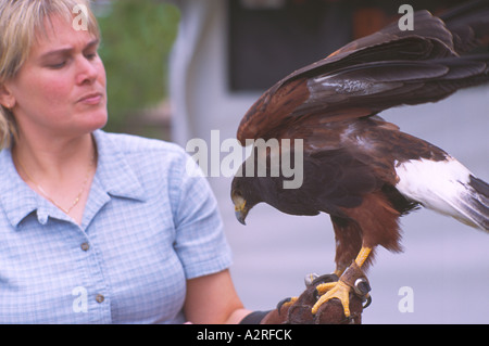 Falconer training Harris Hawk (Parabuteo unicinctus) in Falconry, Mature Captive Bird, Birds in Captivity Stock Photo