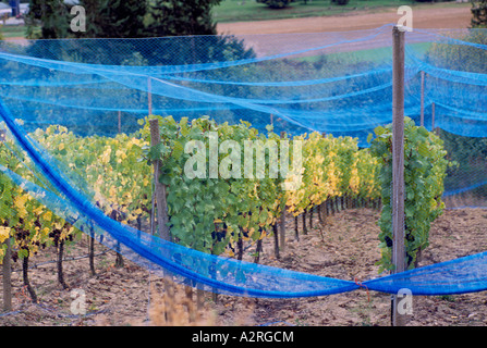 Bird Netting - Protection Nets against Birds covering Grape Vines in