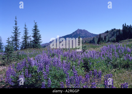 Alpine Lupine blooming at Hurricane Ridge in Olympic National Park Washington State USA Stock Photo