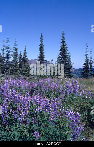 Olympic National Park, Washington State, USA - Alpine Lupine (Lupinus) blooming in Meadow at Hurricane Ridge Stock Photo