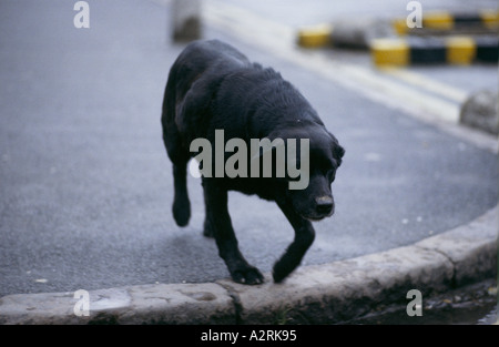 a black labrador dog in eyam church yard Stock Photo