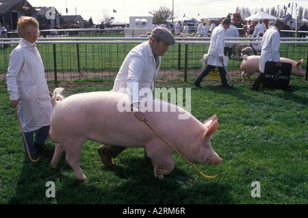 County Show 1990s UK. Pigs to competition. Nottingham County Show Newark Nottinghamshire England 90s  HOMER SYKES Stock Photo