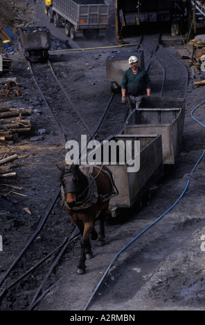 Opencast coal mine that still used traditional Pit Ponies. The colliery is privately owned 1990s Nant-y-Cafn, Wales, UK circa 1990.  HOMER SYKES Stock Photo