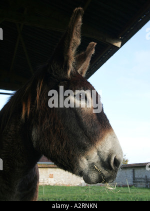A close-up of a donkeys head, at a farm. Stock Photo