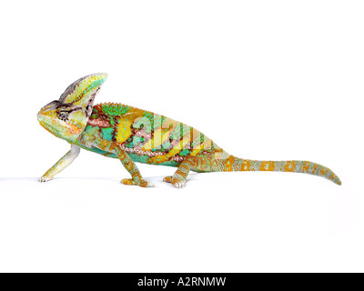 A chameleon walking along. Stock Photo