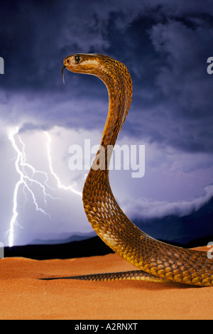 Cape Cobra Naja nivea With With lightning in background. South Africa Stock Photo
