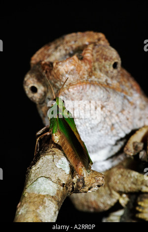 Short horned or Elephant eared Chameleon with prey Calumma brevicornis Madagascar Stock Photo