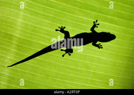 Giant Madagascar Day gecko Phelsuma madagascarensis grandis Stock Photo
