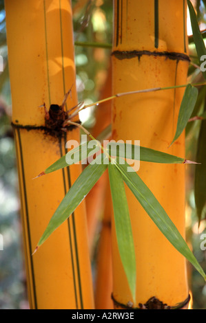 Bambusa vulgaris Vitatta striata yellow culm Basini bans Gui lu zhu Barcode Golden Ivory Painted Tigerstripe Green stripe Stock Photo