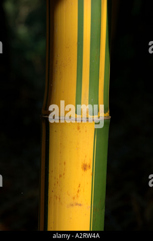 Bambusa vulgaris Vitatta striata yellow culm Basini bans Gui lu zhu Barcode Golden Ivory Painted Tigerstripe Green stripe Stock Photo