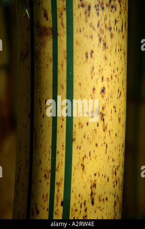 Bambusa vulgaris Vitatta striata yellow culm Basini bans Gui lu zhu Barcode Golden Ivory Painted Tigerstripe Green stripe Stock Photo