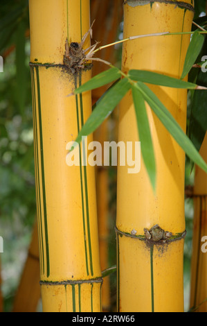 Bambusa vulgaris Vitatta striata yellow culm Basini bans Gui lu zhu Barcode Golden Ivory Painted Tigerstripe Green stripe Stock Photo