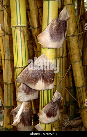 Bambusa vulgaris Vitatta striata yellow culm Basini bans Gui lu zhu Barcode Golden Ivory Painted Tigerstripe Green stripe Stock Photo