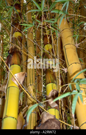 Bambusa vulgaris Vitatta striata yellow culm Basini bans Gui lu zhu Barcode Golden Ivory Painted Tigerstripe Green stripe Stock Photo