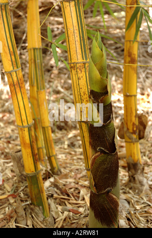 Bambusa vulgaris Vitatta striata yellow culm Basini bans Gui lu zhu Barcode Golden Ivory Painted Tigerstripe Green stripe Stock Photo