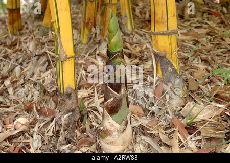 Bambusa vulgaris Vitatta striata yellow culm Basini bans Gui lu zhu Barcode Golden Ivory Painted Tigerstripe Green stripe Stock Photo