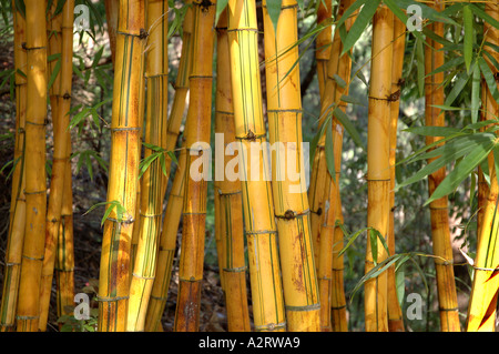 Bambusa vulgaris Vitatta striata yellow culm Basini bans Gui lu zhu Barcode Golden Ivory Painted Tigerstripe Green stripe Stock Photo