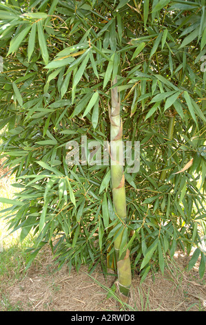 tiger calathea Calathea lancifolia / Goeppertia insignis (Rattlesnake Plant) main image 1