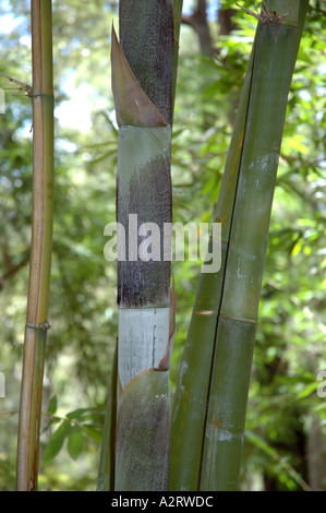 Bambusa oldhamii Oldham s bamboo Lu zhu Giant timber bamboo Ryoku chiku  Bambou geant de Formose edible shoots Stock Photo - Alamy