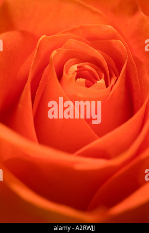 Close Up Detail Of Rose Flower Stock Photo