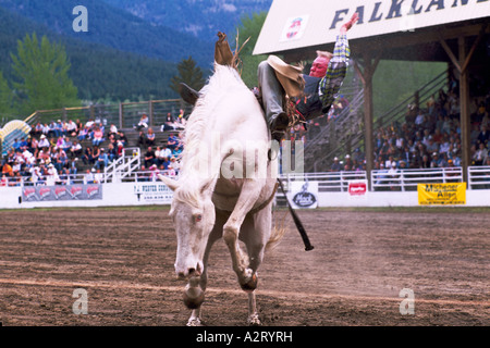 Bucking Bronco, Cowboy falling off Rodeo Horse, Falkland Stampede, BC, British Columbia, Canada - Bareback Riding Stock Photo