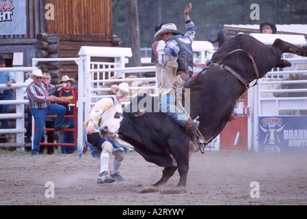 Rodeo Clown distracting Angry Bull with Riding Cowboy, Falkland Stampede, BC, British Columbia, Canada Stock Photo