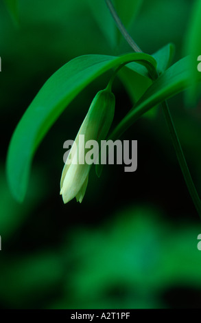 Small green and white bellwort flower uvularia sessilifolia not yet in ...