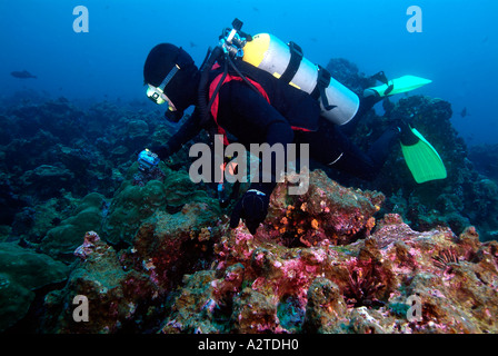 Diver shooting a fish in Galapagos Underwater Stock Photo